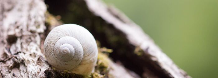 Schnecke an Baum