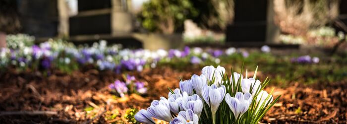 lila/weiße Blumen auf Friedhof